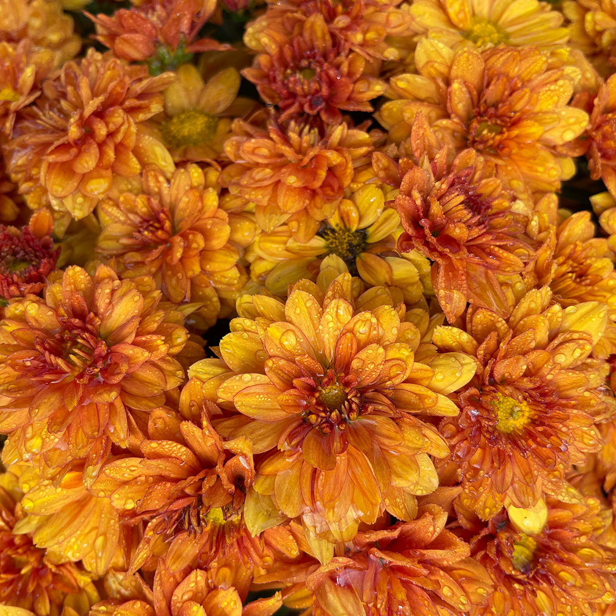 318 Mum, Orange Mika Orange - View 4 from www redcrocus com