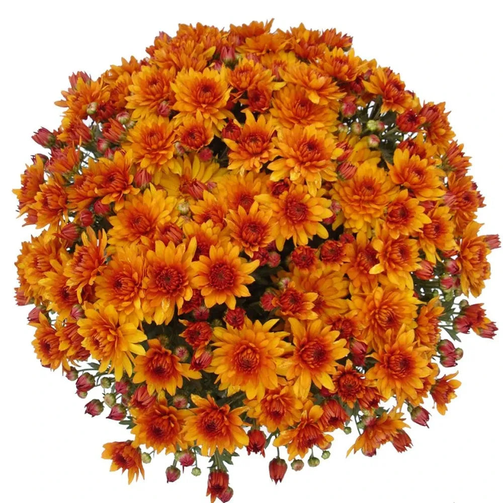 318 Mum, Orange Mika Orange - View 5 from www redcrocus com