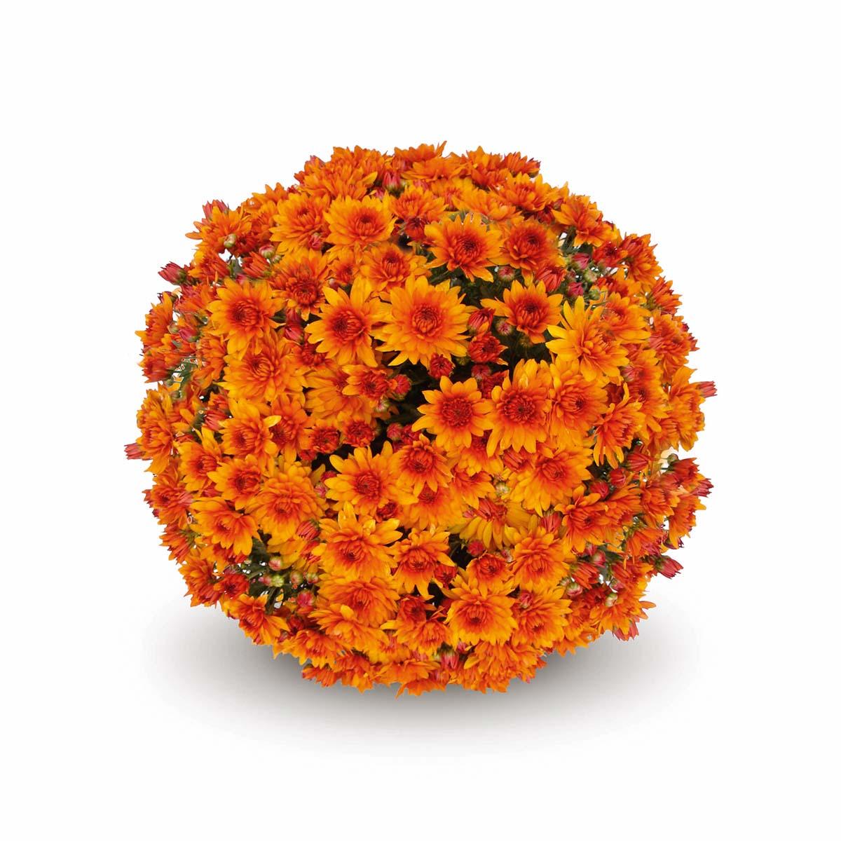 318 Mum, Orange Mika Orange - View 6 from www redcrocus com