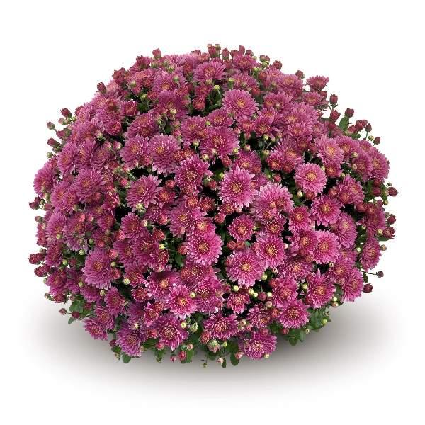 343 Mum, Purple Adiva Purple - View 16 from www redcrocus com