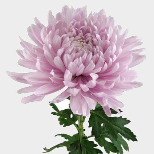 346 Mum, Purple Pobo Lavender - View 4 from www redcrocus com