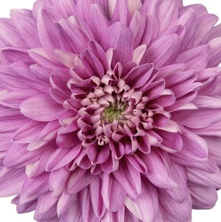 346 Mum, Purple Pobo Lavender - View 6 from www redcrocus com