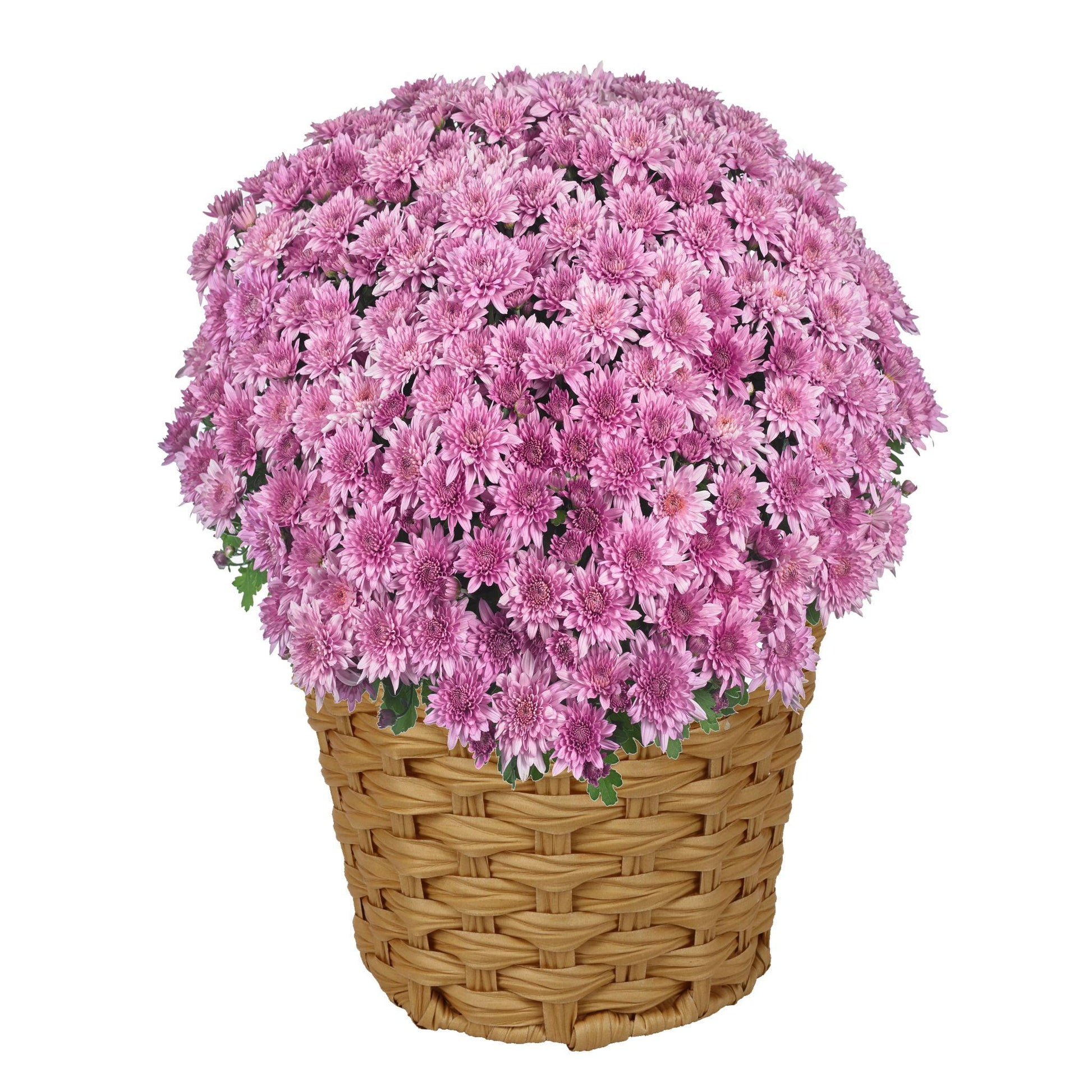 346 Mum, Purple Pobo Lavender - View 8 from www redcrocus com