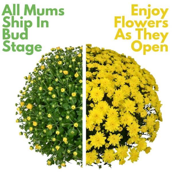 394 Mum, Yellow Conaco Yellow - View 17 from www redcrocus com