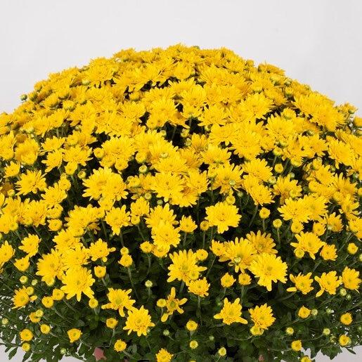 394 Mum, Yellow Conaco Yellow - View 18 from www redcrocus com