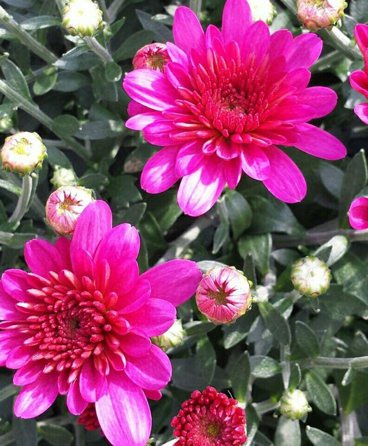 401 Mum, Pink Frenzy - View 1 from www redcrocus com