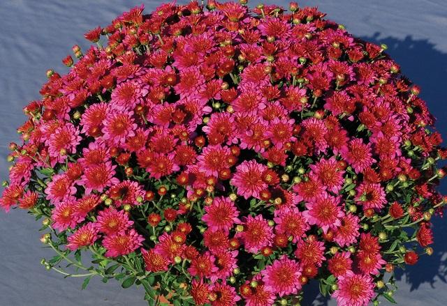 401 Mum, Pink Frenzy - View 8 from www redcrocus com