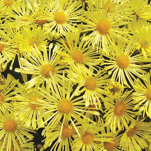 431 Mum, Yellow Stellar Yellow - View 12 from www redcrocus com