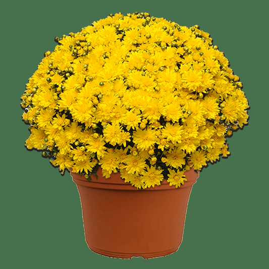 431 Mum, Yellow Stellar Yellow - View 1 from www redcrocus com