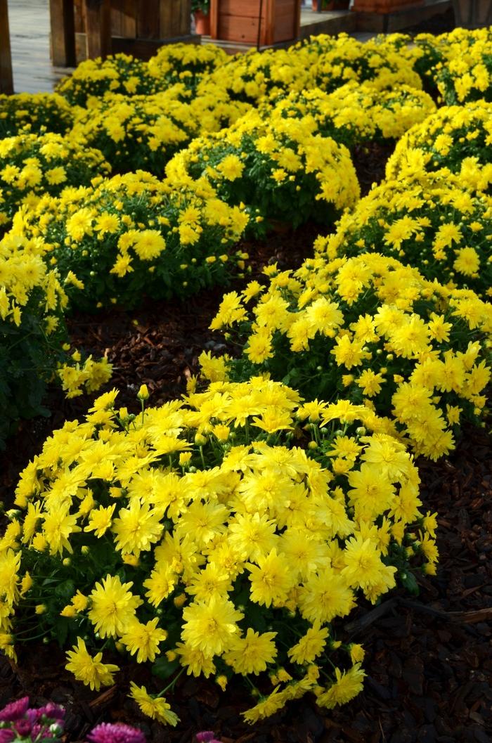 435 Mum, Allegra Yellow - View 1 from www redcrocus com