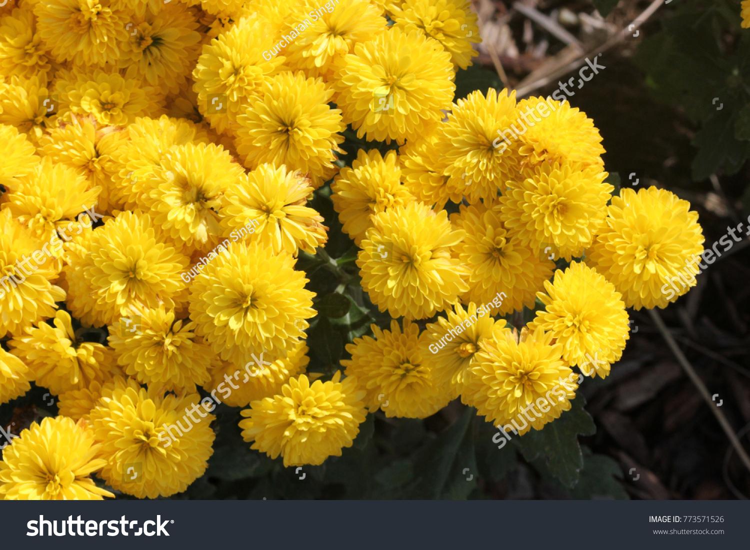 435 Mum, Allegra Yellow - View 2 from www redcrocus com