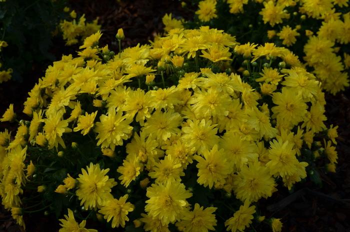 435 Mum, Allegra Yellow - View 3 from www redcrocus com