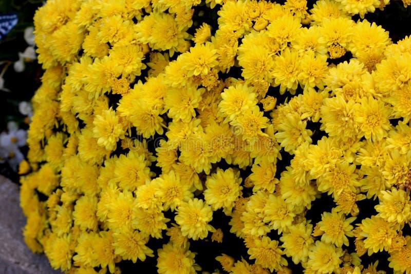 435 Mum, Allegra Yellow - View 6 from www redcrocus com