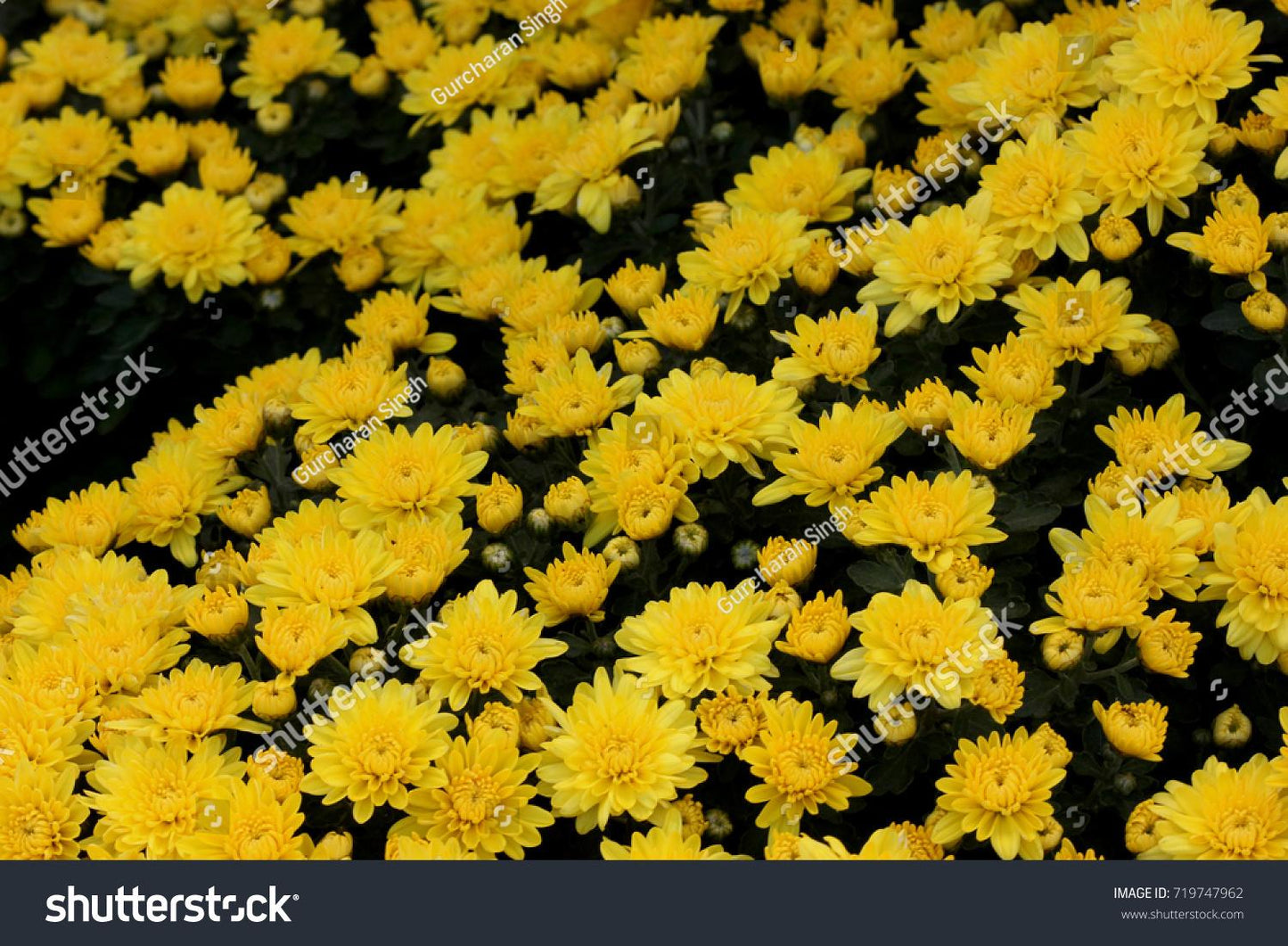 435 Mum, Allegra Yellow - View 9 from www redcrocus com
