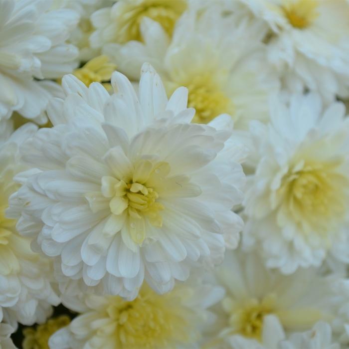 443 Mum, White Shannon White - View 2 from www redcrocus com