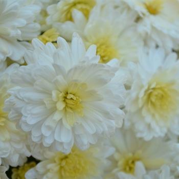 443 Mum, White Shannon White - View 9 from www redcrocus com