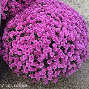 467 Mum, Purple Purple Majesty - View 12 from www redcrocus com