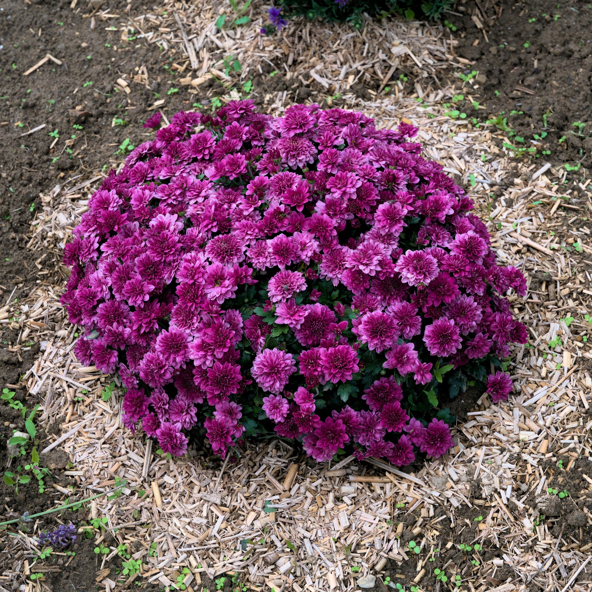 467 Mum, Purple Purple Majesty - View 14 from www redcrocus com
