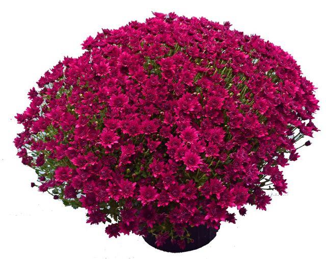 467 Mum, Purple Purple Majesty - View 3 from www redcrocus com