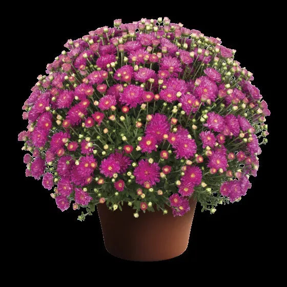 494 Mum, Pink Debbie Hot Pink - View 4 from www redcrocus com