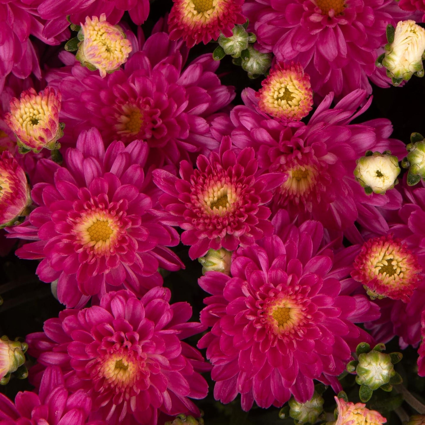494 Mum, Pink Debbie Hot Pink - View 5 from www redcrocus com