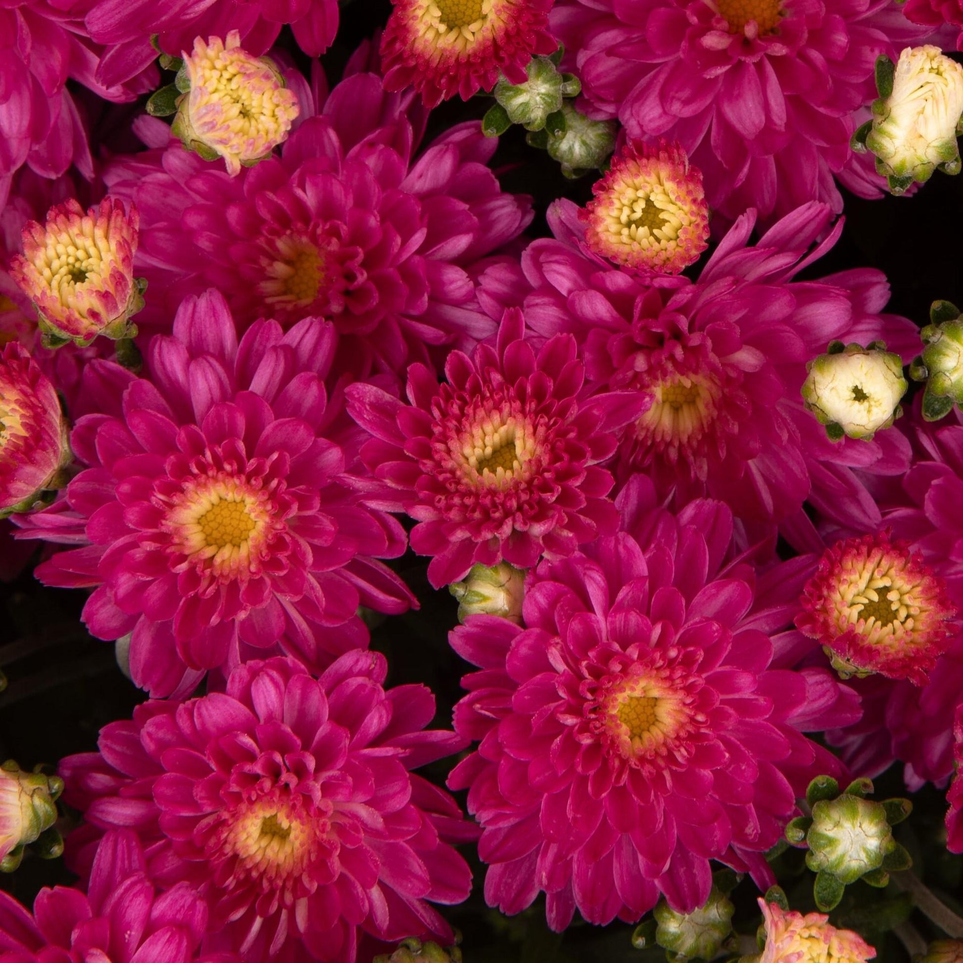 494 Mum, Pink Debbie Hot Pink - View 5 from www redcrocus com