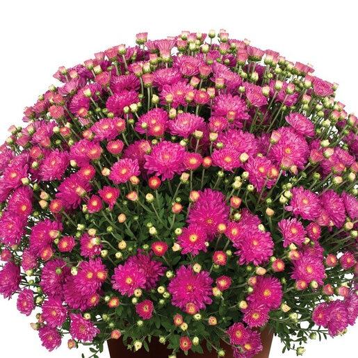494 Mum, Pink Debbie Hot Pink - View 6 from www redcrocus com