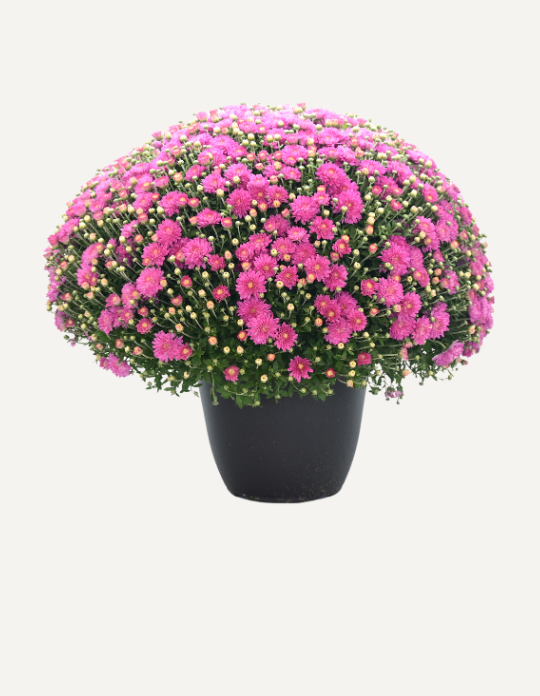 494 Mum, Pink Debbie Hot Pink - View 9 from www redcrocus com