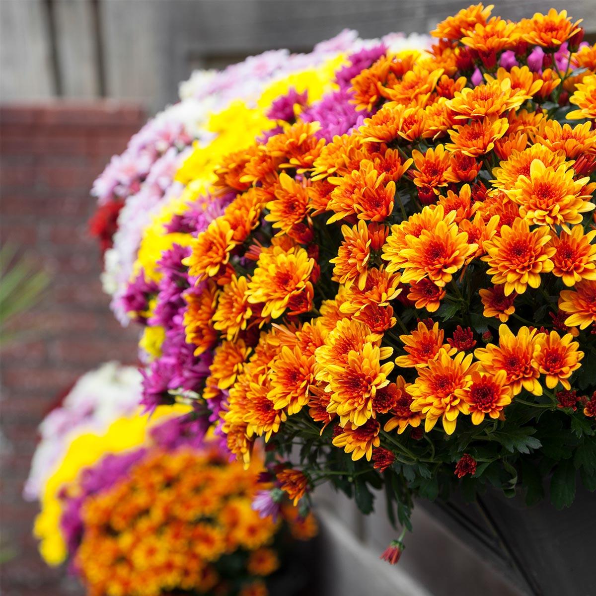 545 Mum, Orange Milkshake Papaya Orange - View 20 from www redcrocus com