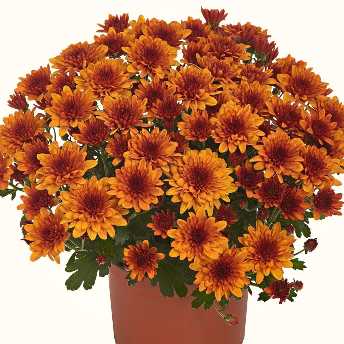545 Mum, Orange Milkshake Papaya Orange - View 4 from www redcrocus com