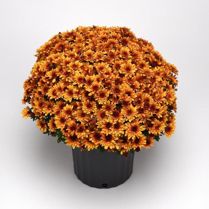 545 Mum, Orange Milkshake Papaya Orange - View 5 from www redcrocus com