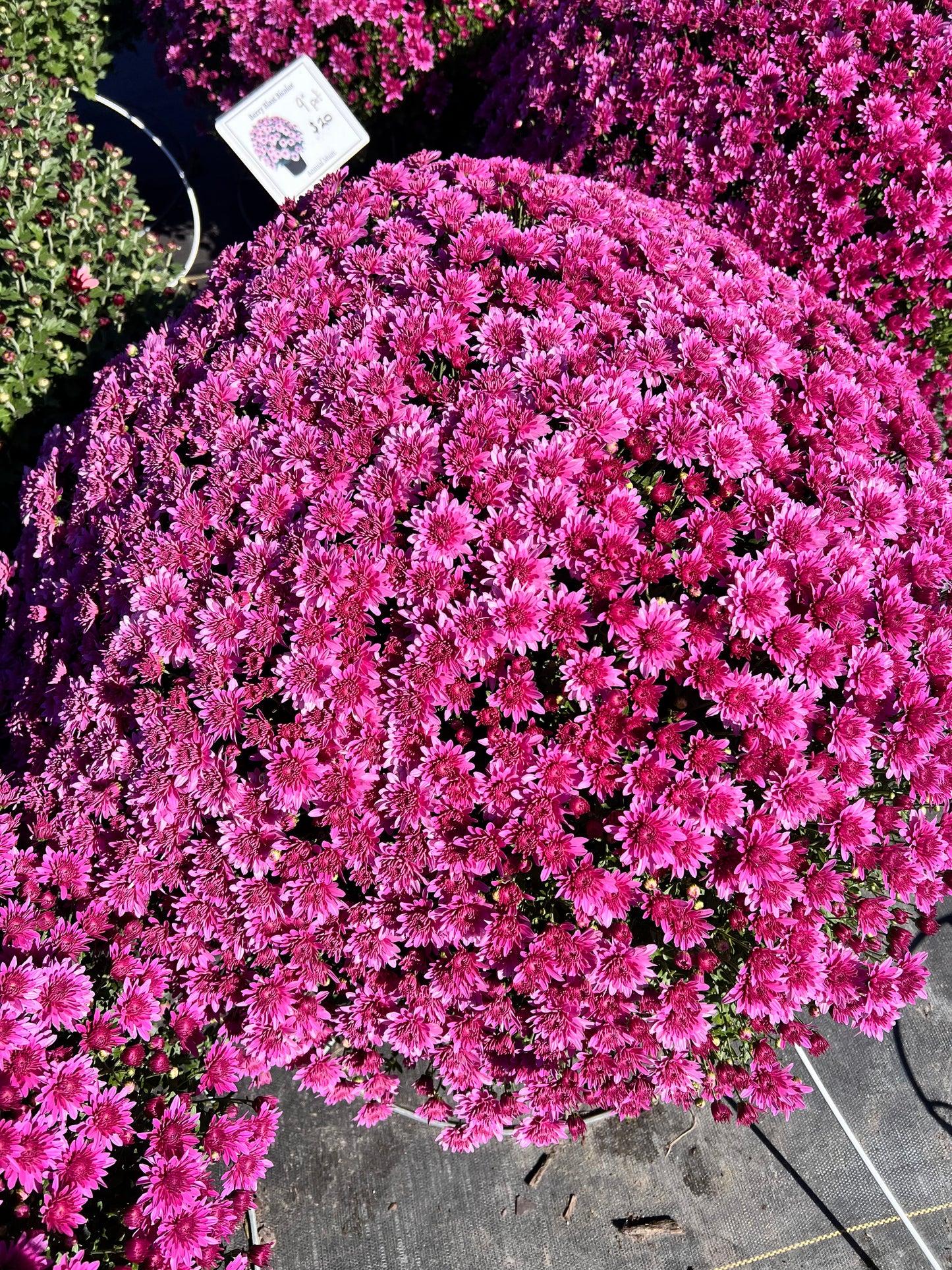 626 Mum, Pink Tribeca Dark Pink - View 10 from www redcrocus com