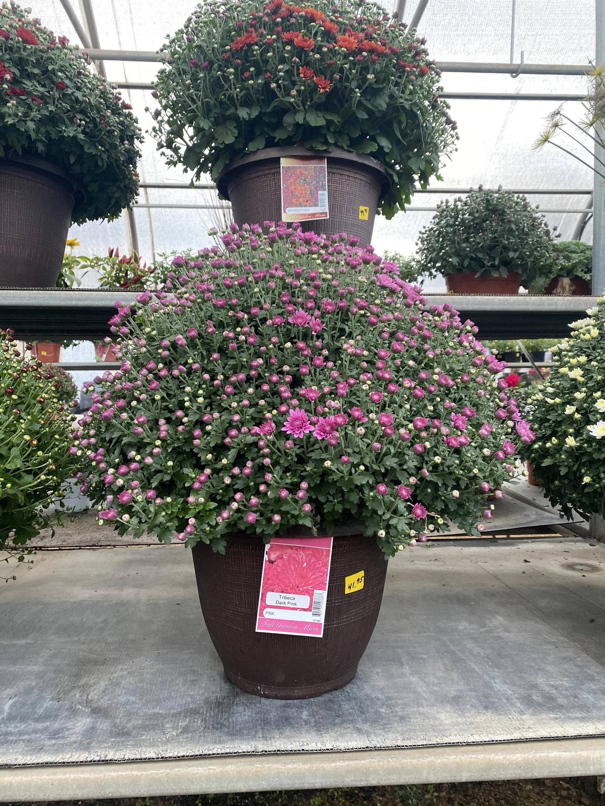 626 Mum, Pink Tribeca Dark Pink - View 11 from www redcrocus com