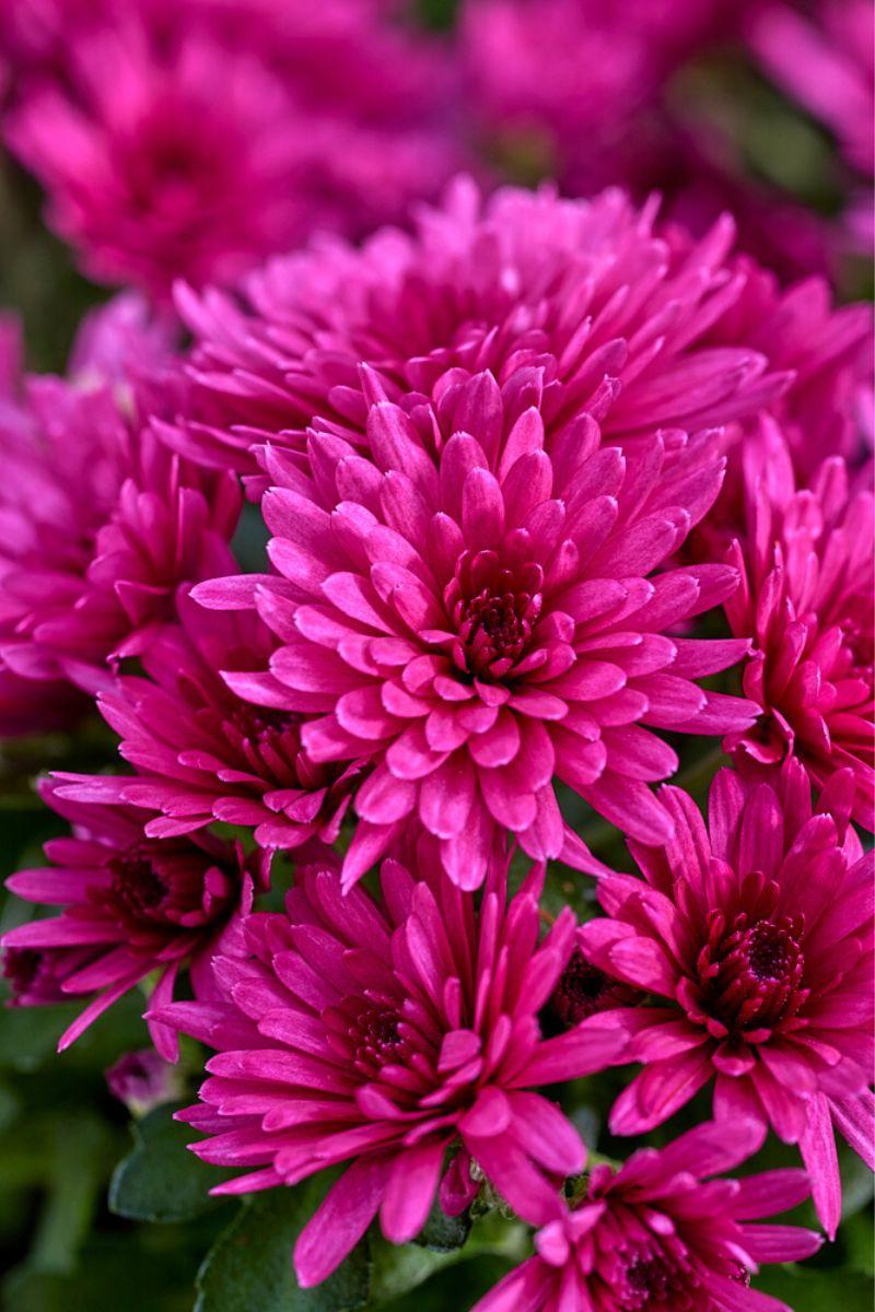 626 Mum, Pink Tribeca Dark Pink - View 12 from www redcrocus com