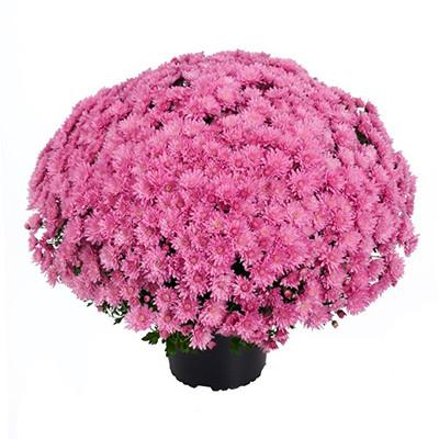 626 Mum, Pink Tribeca Dark Pink - View 5 from www redcrocus com