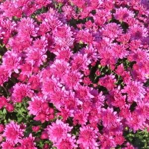 626 Mum, Pink Tribeca Dark Pink - View 7 from www redcrocus com