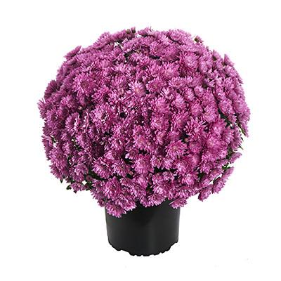 626 Mum, Pink Tribeca Dark Pink - View 8 from www redcrocus com