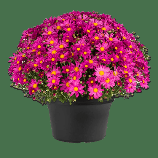 634 Mum, Pink Demi Pink - View 1 from www redcrocus com