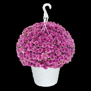 634 Mum, Pink Demi Pink - View 22 from www redcrocus com