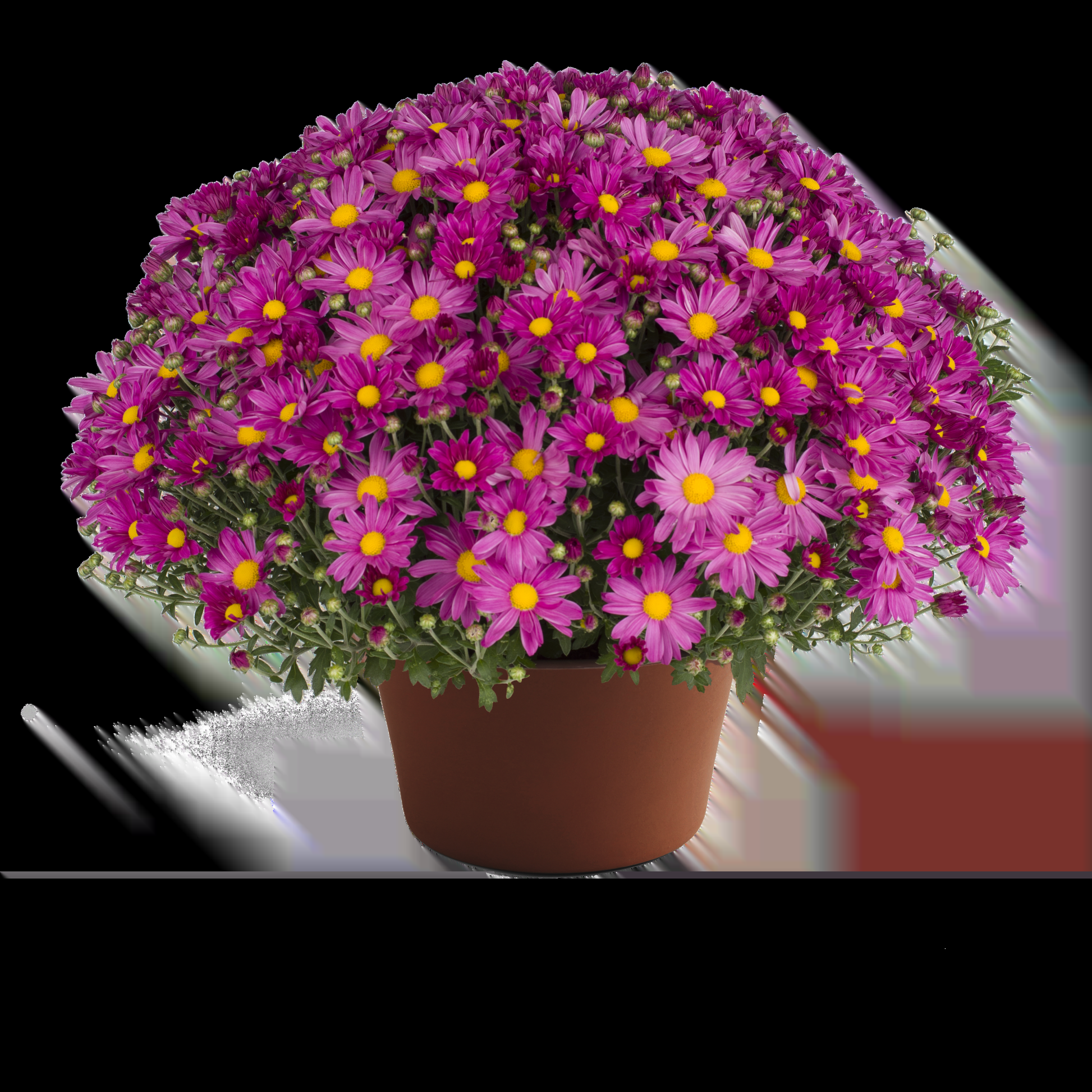 634 Mum, Pink Demi Pink - View 28 from www redcrocus com
