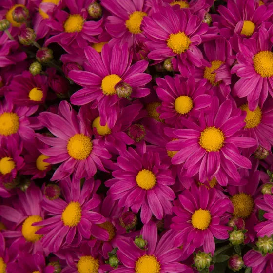 634 Mum, Pink Demi Pink - View 4 from www redcrocus com
