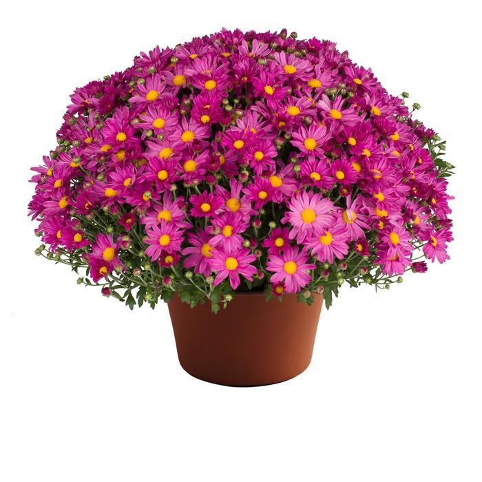 634 Mum, Pink Demi Pink - View 5 from www redcrocus com
