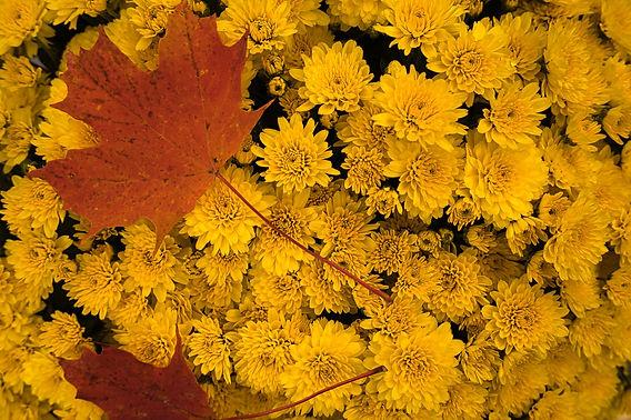 668 Mum, Yellow Axios Yellow - View 19 from www redcrocus com