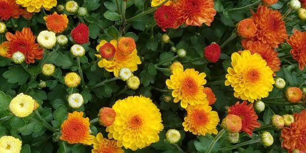 668 Mum, Yellow Axios Yellow - View 5 from www redcrocus com