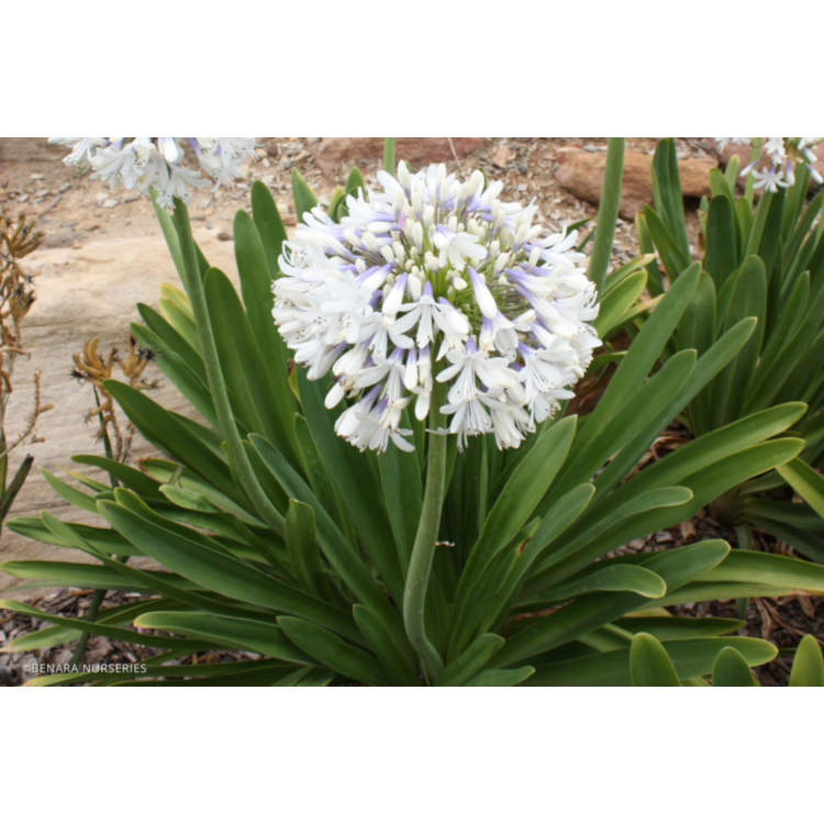 669 Mum, White Cyclone White - View 5 from www redcrocus com