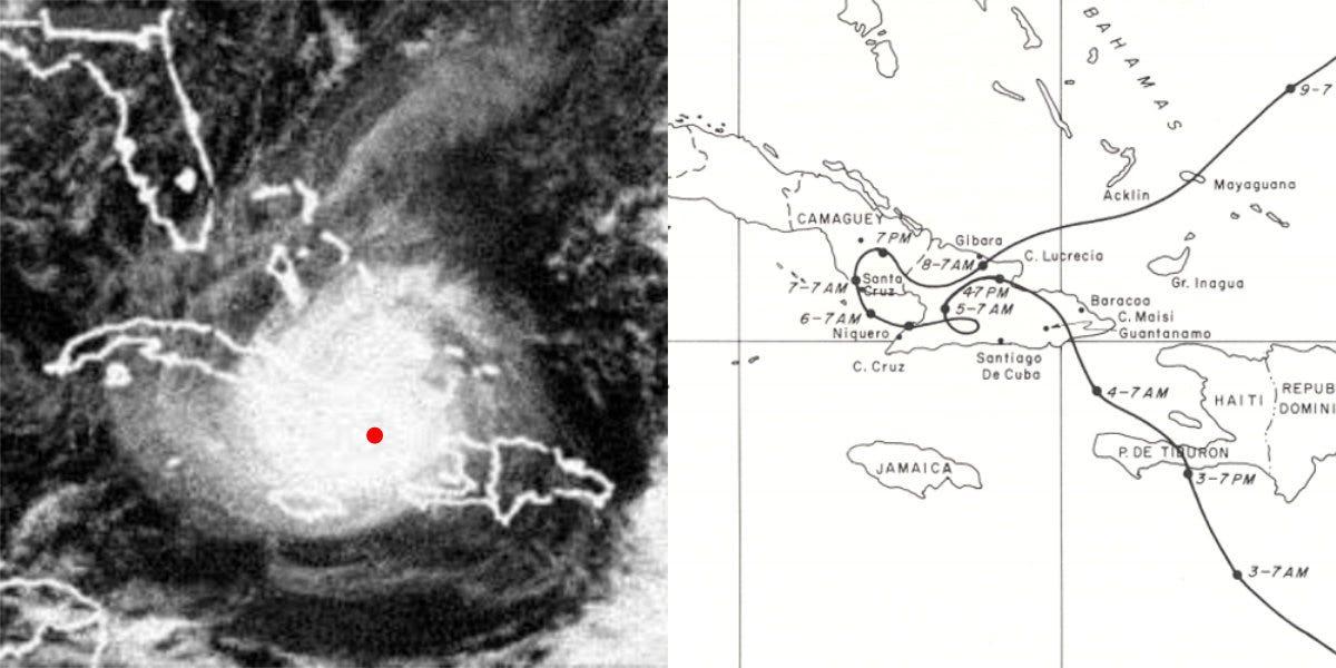 669 Mum, White Cyclone White - View 6 from www redcrocus com
