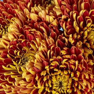 Bronze Mum, Bronze - View 30 from www redcrocus com