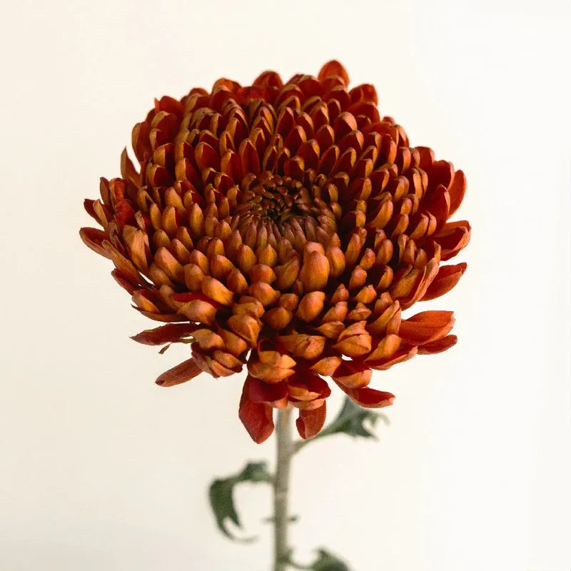 Bronze Mum, Bronze - View 33 from www redcrocus com