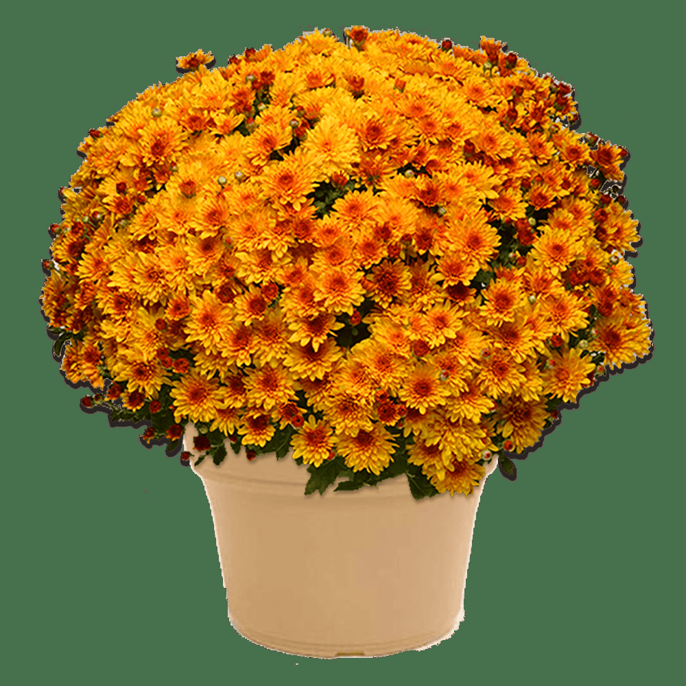 Bronze Mum, Bronze - View 34 from www redcrocus com