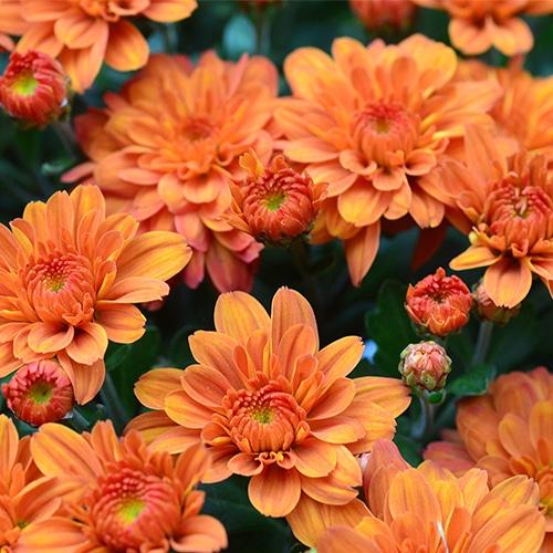 Orange Mum, Orange - View 12 from www redcrocus com